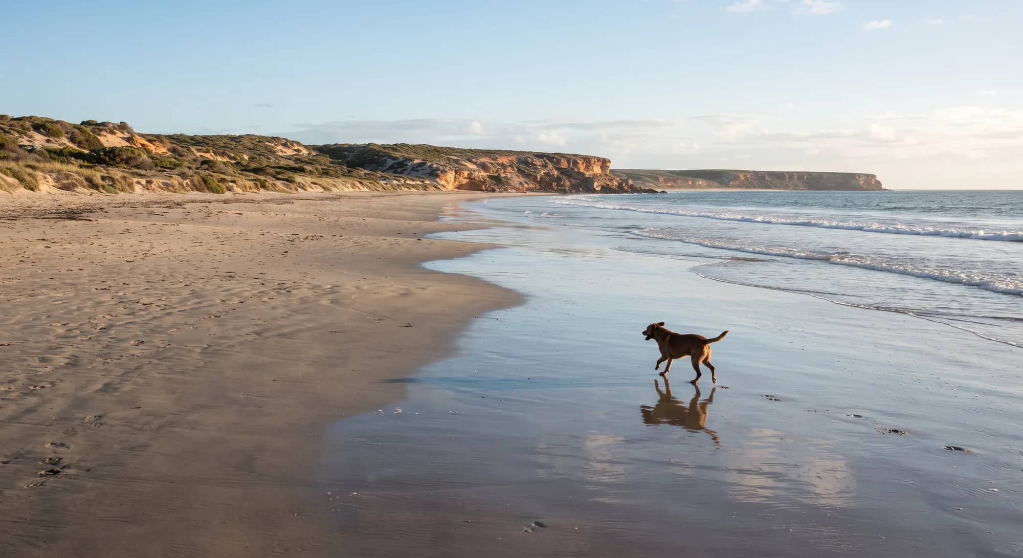 A brown dog trotting along the wet shoreline of a wide beach below sandstone cliffs